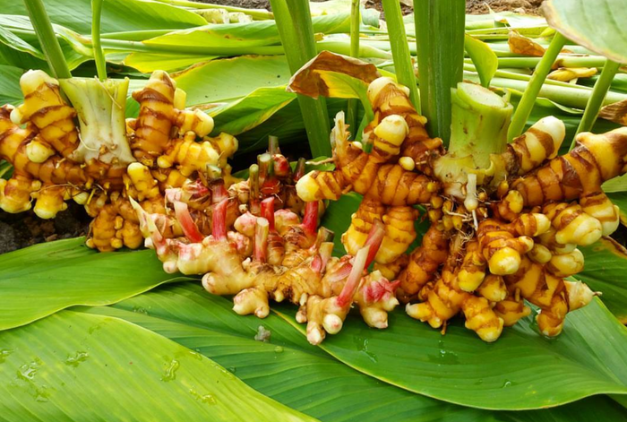 WORKSHOP: Growing Ginger and Turmeric in Your Home Garden