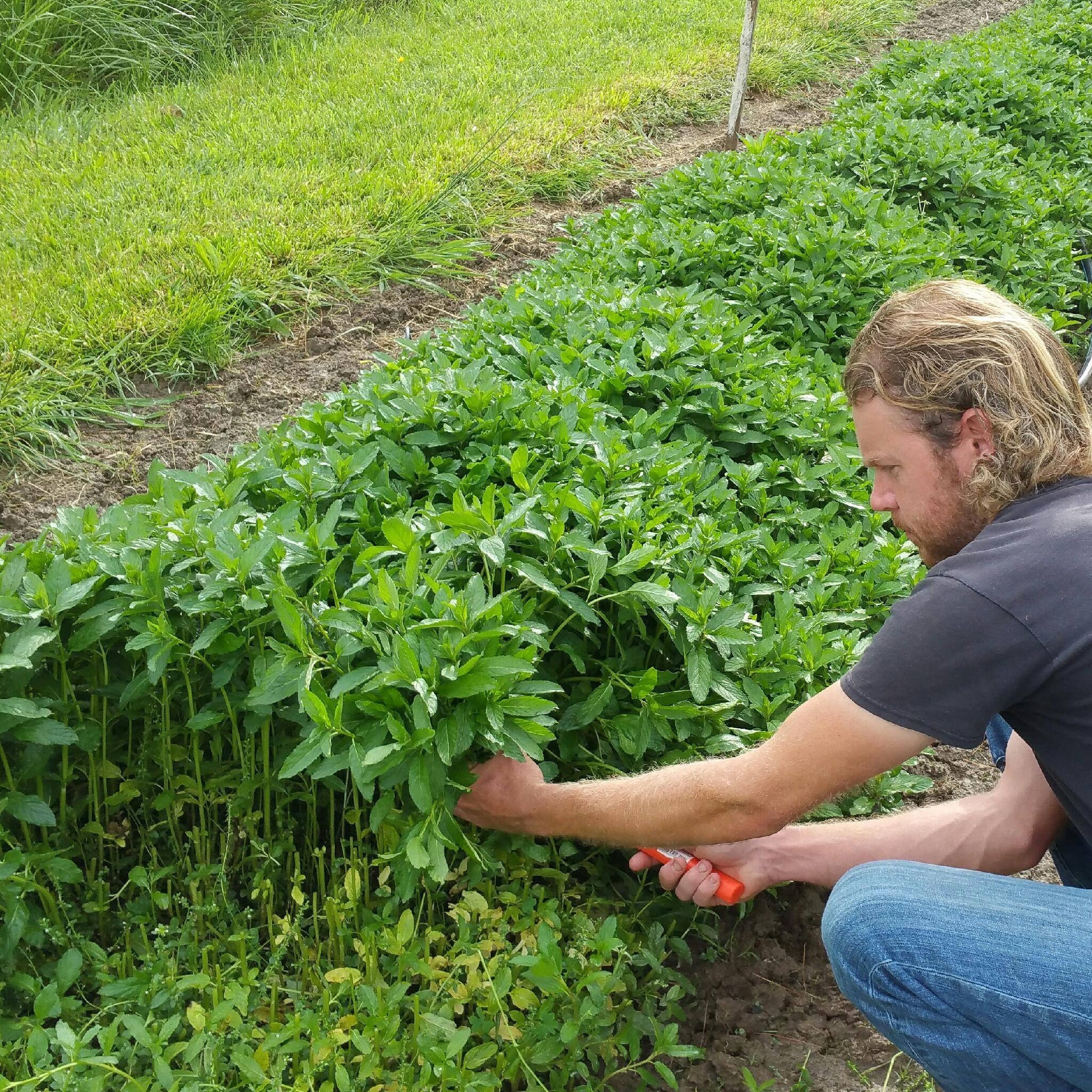 Peppermint, Dark Chocolate Cocoa Mix