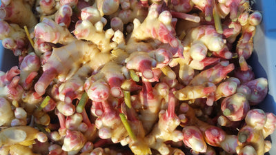 Fresh Ginger
