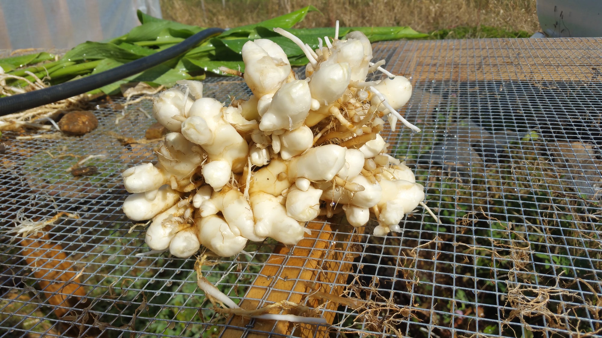 Maxin' & Relaxin' Spiced, Cocoa