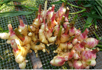 Fresh Ginger