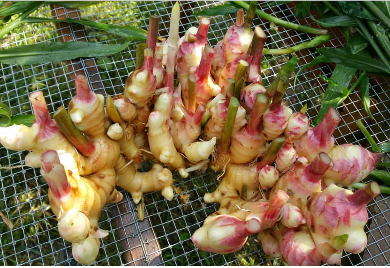 Maxin' & Relaxin' Spiced, Cocoa