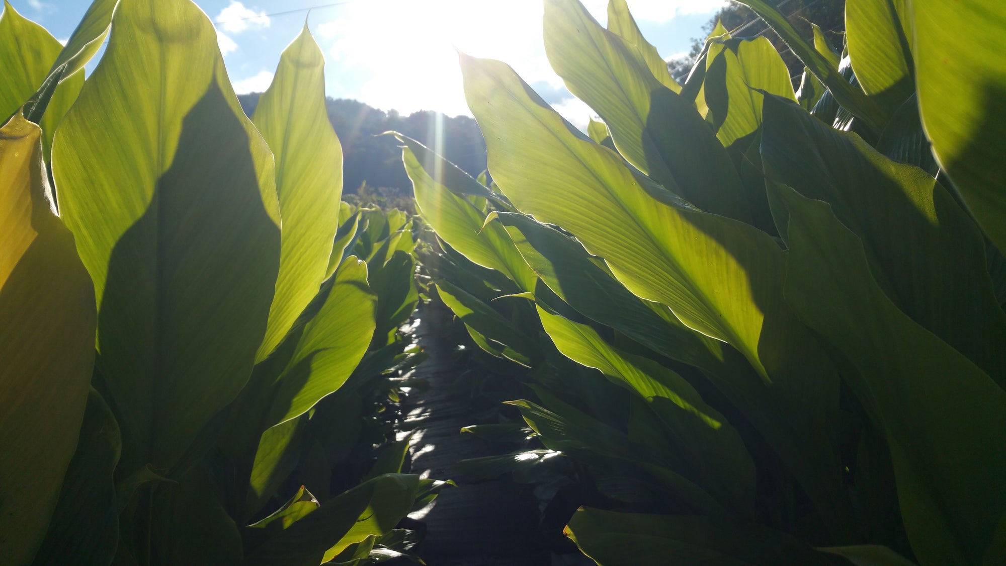 Maxin' & Relaxin' Spiced, Cocoa