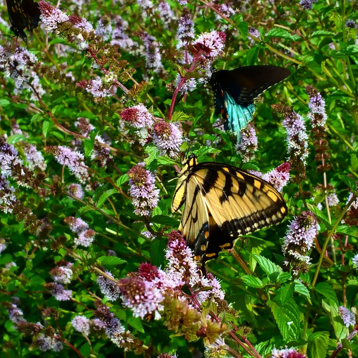 Peppermint, Dark Chocolate Cocoa Mix