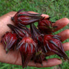 Roselle Sugar