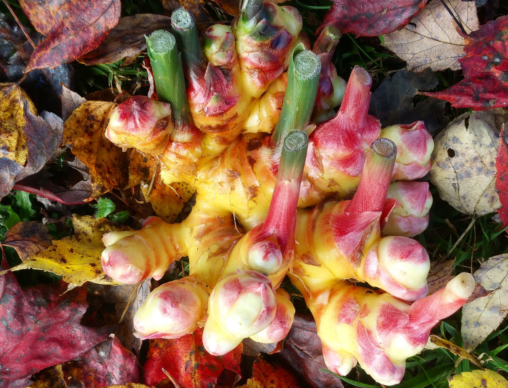 Fresh Ginger