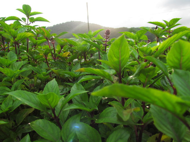 Katchi Spiced, Dark Chocolate Cocoa