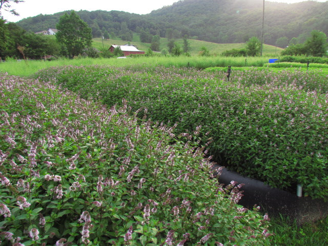 Peppermint, Dark Chocolate Cocoa Mix