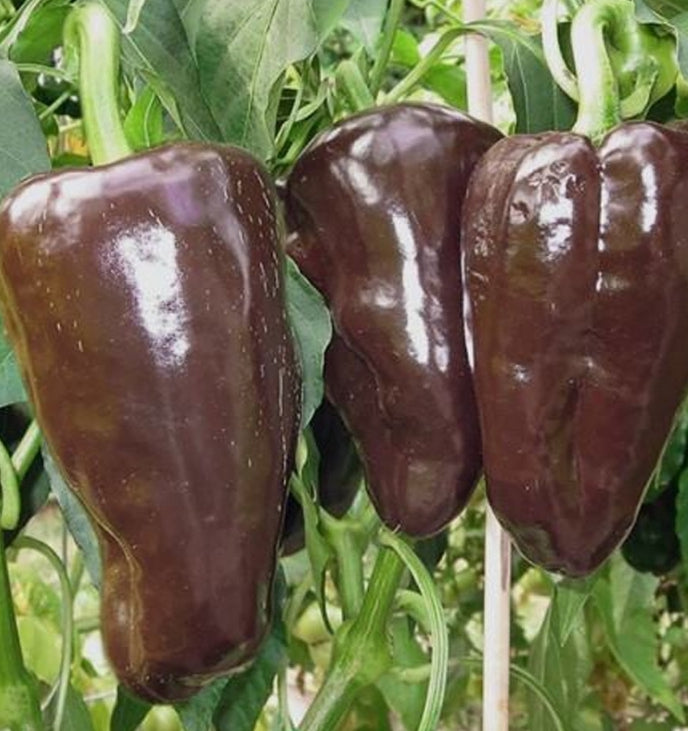 Jaguar Party Spiced, Dark Chocolate Cocoa